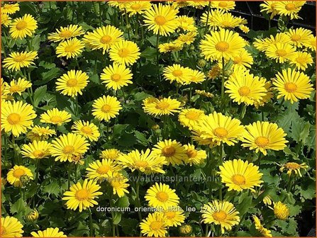 Doronicum orientale &#039;Little Leo&#039; | Voorjaarszonnebloem