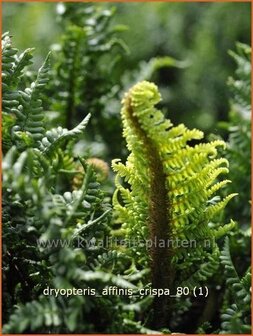 Dryopteris affinis &#039;Crispa&#039; | Geschubde mannetjesvaren