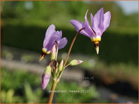 Dodecatheon meadia | Twaalfgodenkruid