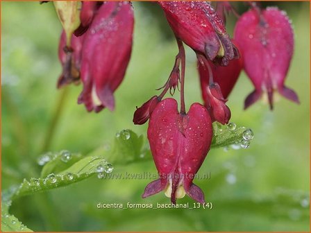Dicentra formosa 'Bacchanal' | Gebroken hartje, Tranend hartje | Sch&ouml;ne Herzblume