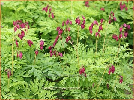 Dicentra formosa 'Bacchanal' | Gebroken hartje, Tranend hartje | Sch&ouml;ne Herzblume