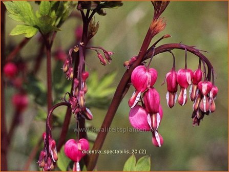 Dicentra spectabilis | Gebroken hartje, Tranend hartje