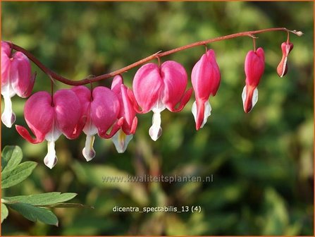 Dicentra spectabilis | Gebroken hartje, Tranend hartje