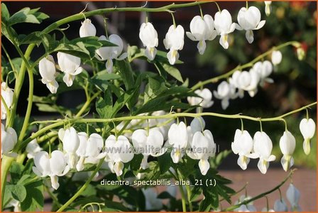 Dicentra spectabilis &#039;Alba&#039; | Gebroken hartje, Tranend hartje