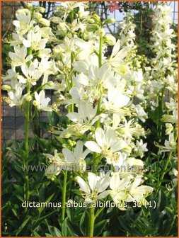 Dictamnus albus &#039;Albiflorus&#039; | Vuurwerkplant, Essenkruid