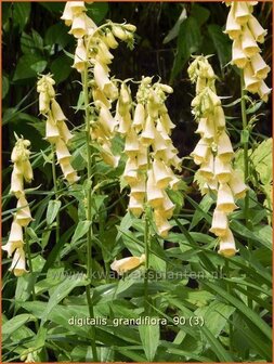 Digitalis grandiflora | Vingerhoedskruid