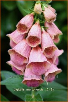 Digitalis &#039;Mertonensis&#039; | Vingerhoedskruid