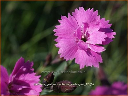 Dianthus gratianopolitanus &#039;Eydangeri&#039; | Anjer
