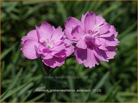 Dianthus gratianopolitanus &#039;Eydangeri&#039; | Anjer