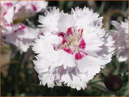 Dianthus &#039;Ine&#039; | Anjer