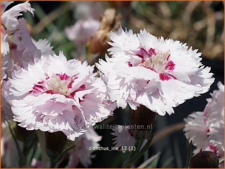 Dianthus &#039;Ine&#039; | Anjer