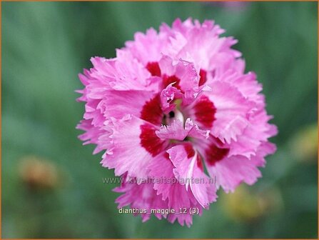 Dianthus &#039;Maggie&#039; | Anjer