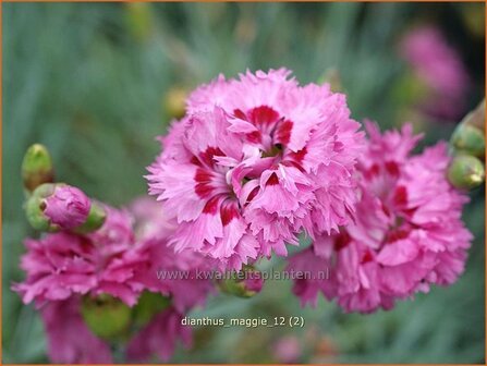 Dianthus &#039;Maggie&#039; | Anjer