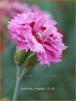 Dianthus &#039;Maggie&#039; | Anjer