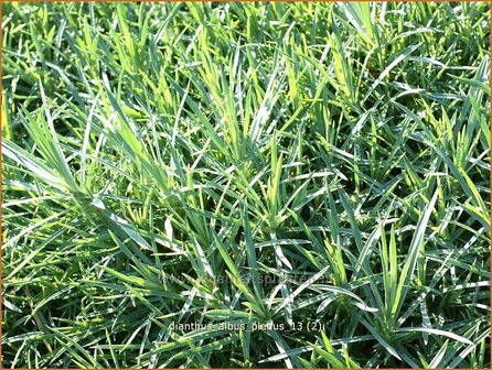 Dianthus 'Albus Plenus' | Anjer