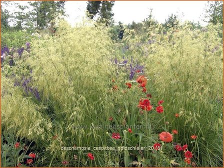 Deschampsia cespitosa &#039;Goldschleier&#039; | Ruwe smele