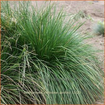 Deschampsia cespitosa &#039;Goldtau&#039; | Ruwe smele