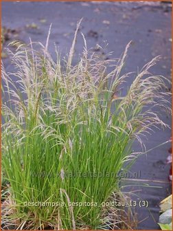 Deschampsia cespitosa &#039;Goldtau&#039; | Ruwe smele