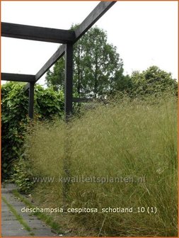 Deschampsia cespitosa &#039;Schotland&#039; | Ruwe smele