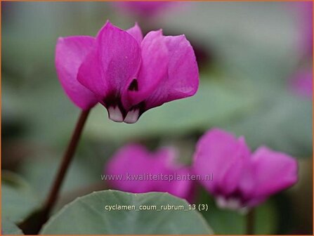 Cyclamen coum 'Rubrum' | Rondbladige cyclaam, Cyclaam, Alpenviooltje, Tuincyclaam | Fr&uuml;hlings-Alpenveilchen | Easter