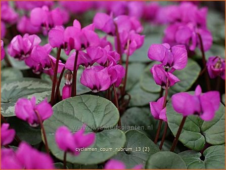 Cyclamen coum 'Rubrum' | Rondbladige cyclaam, Cyclaam, Alpenviooltje, Tuincyclaam | Fr&uuml;hlings-Alpenveilchen | Easter