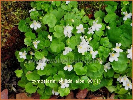 Cymbalaria pallida &#039;Alba&#039; | MuurleeuwenbekCymbalaria pallida &#039;Alba&#039; | Muurleeuwenbek