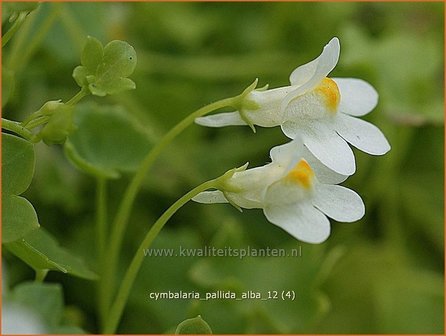 Cymbalaria pallida &#039;Alba&#039; | Muurleeuwenbek