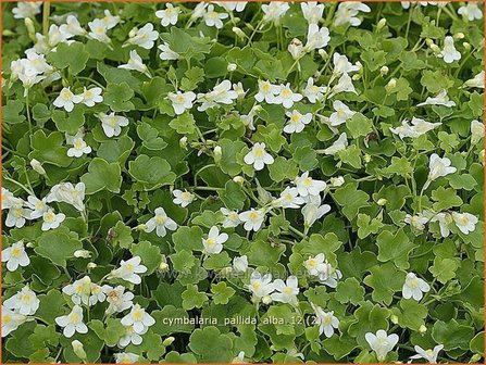 Cymbalaria pallida &#039;Alba&#039; | Muurleeuwenbek