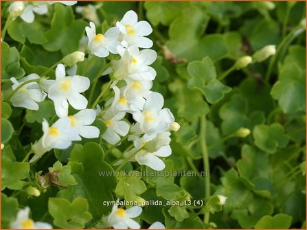 Cymbalaria pallida &#039;Alba&#039; | Muurleeuwenbek