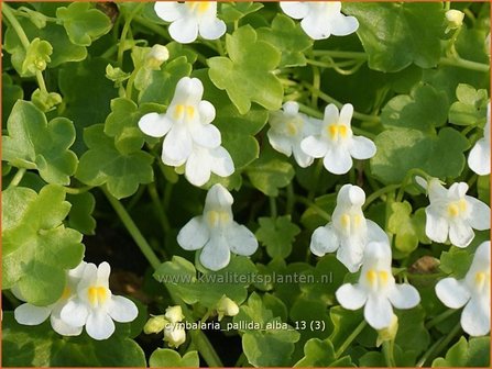 Cymbalaria pallida &#039;Alba&#039; | Muurleeuwenbek