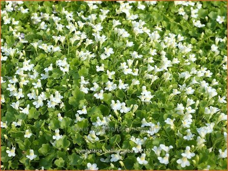 Cymbalaria pallida &#039;Alba&#039; | Muurleeuwenbek