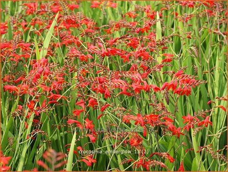 Crocosmia &#039;Emberglow&#039; | Montbretia