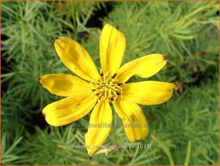 Coreopsis verticillata &#039;Zagreb&#039; | Meisjesogen