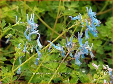 Corydalis flexuosa &#039;Blue Panda&#039; | Helmbloem