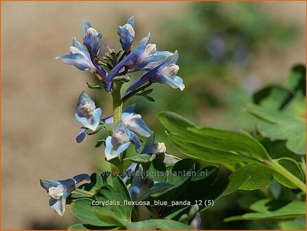 Corydalis flexuosa &#039;Blue Panda&#039; | HelmbloemCorydalis flexuosa &#039;Blue Panda&#039; | Helmbloem