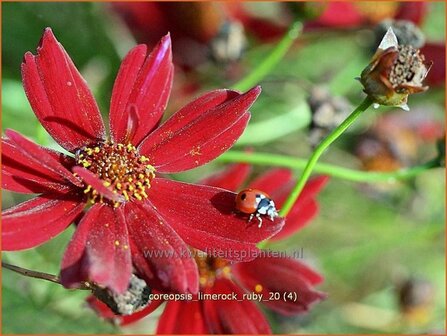 Coreopsis 'Limerock Ruby' | Meisjesogen