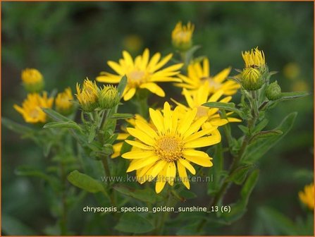 Chrysopsis speciosa &amp;#39;Golden Sunshine&amp;#39; | Goudaster | Zottiges Goldauge