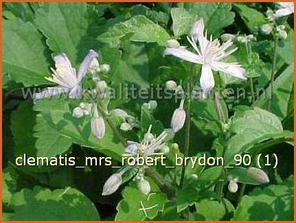 Clematis &#039;Mrs Robert Brydon&#039; | Bosrank