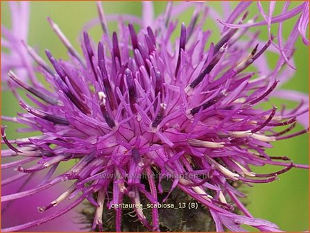 Centaurea scabiosa | Korenbloem, Centaurie | Skabiosen-Flockenblume