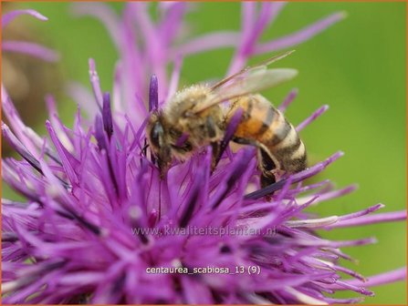 Centaurea scabiosa | Korenbloem, Centaurie | Skabiosen-Flockenblume