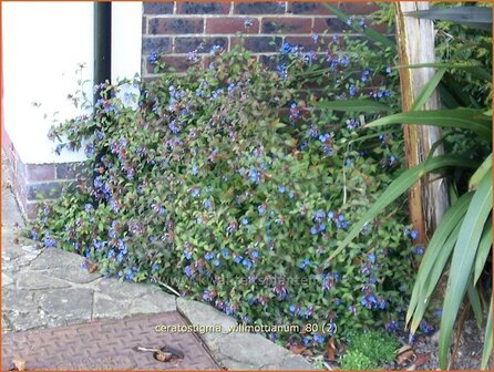Ceratostigma willmottianum | Loodkruid
