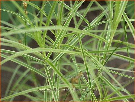 Carex muskingumensis &#039;Silberstreif&#039; | Palmzegge