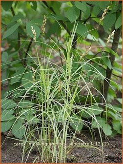 Carex muskingumensis &#039;Silberstreif&#039; | Palmzegge