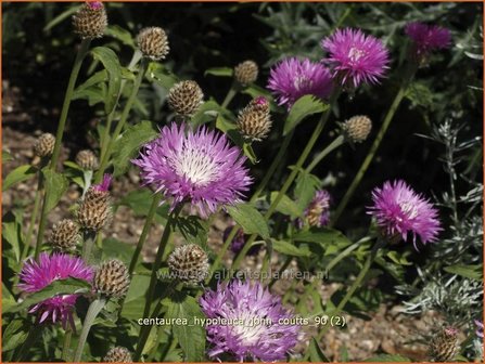 Centaurea hypoleuca &#039;John Coutts&#039; | Centaurie, Korenbloem