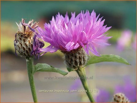 Centaurea hypoleuca &#039;John Coutts&#039; | Centaurie, Korenbloem