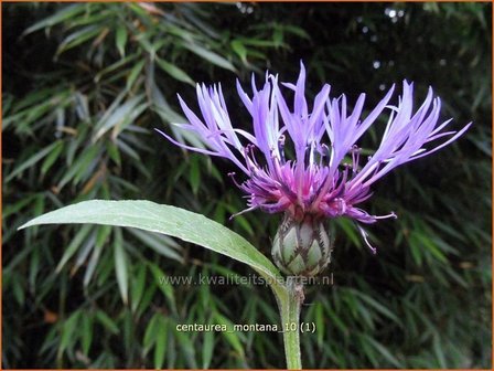 Centaurea montana | Bergkorenbloem, Bergcentaurie, Korenbloem, Centaurie | Berg-Flockenblume