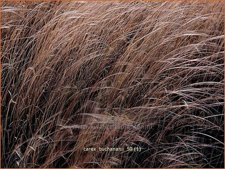 Carex buchananii | Rode zegge