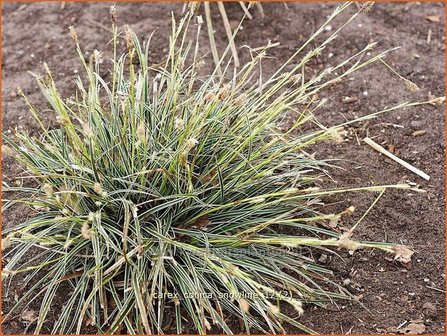 Carex conica 'Snowline' | Zegge
