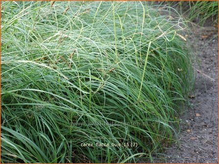 Carex flacca 'Buis' | Zeegroene zegge, Zegge