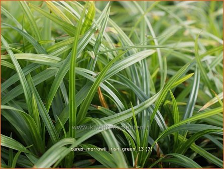 Carex morrowii &#039;Irish Green&#039; | Zegge